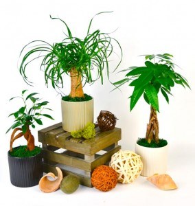 Exotic Bonsai 